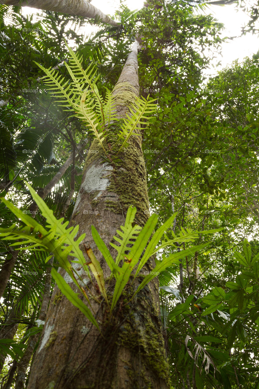 Growth on tree trunk