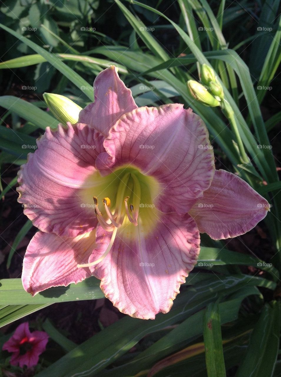 Day lily 