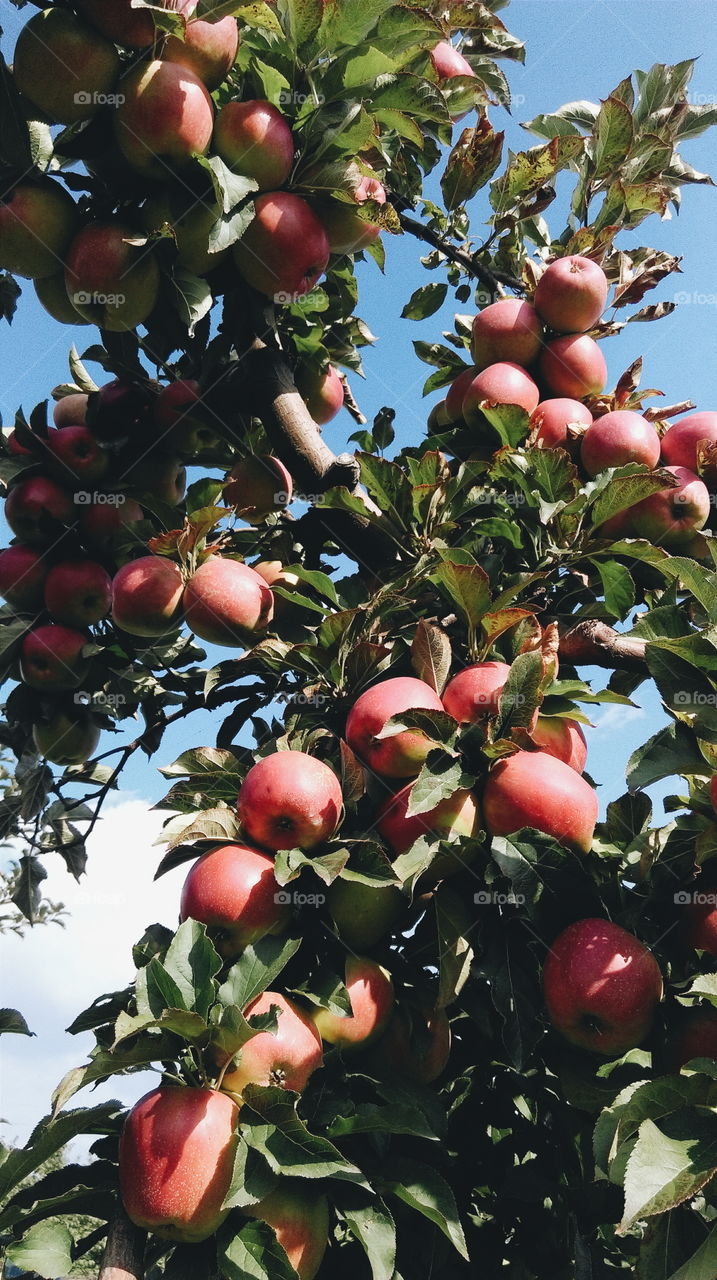 Apple tree