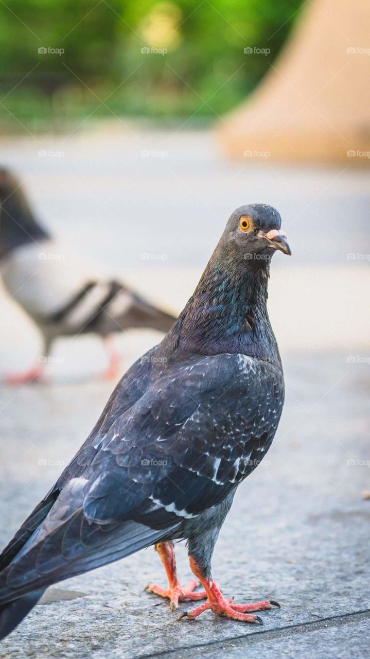 pigeon staring in new york wall street