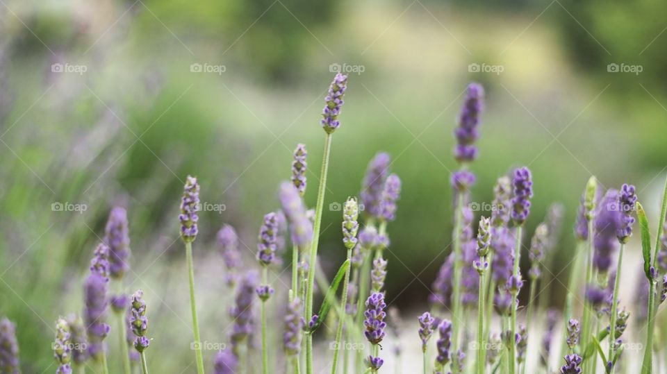 Lavender farm in South Carolina 