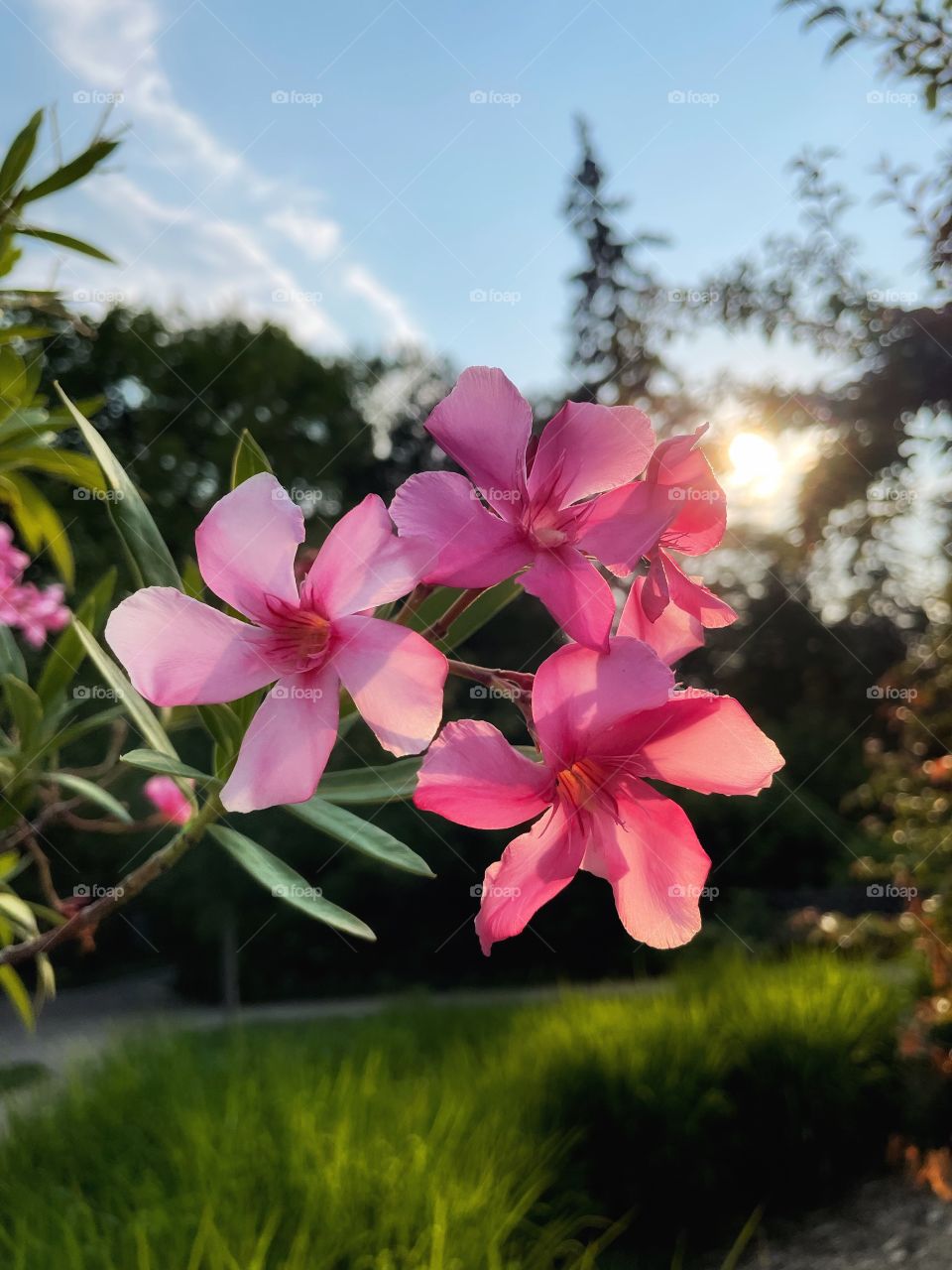 Pink Oleander 