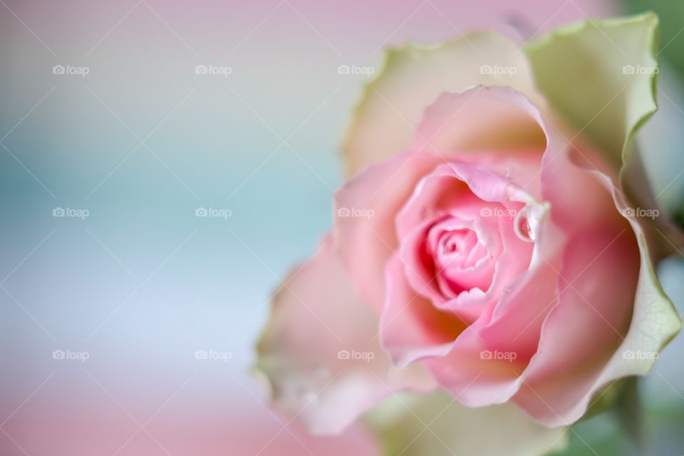 Soft color rose with water drop 