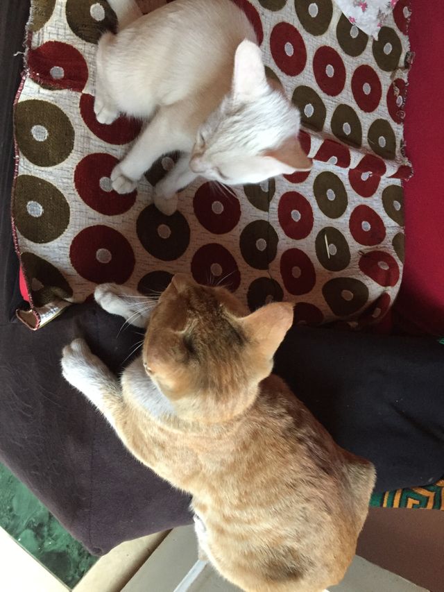 Life is more happier with pets