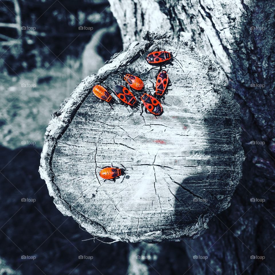 Ladybird in full action beside her family.
