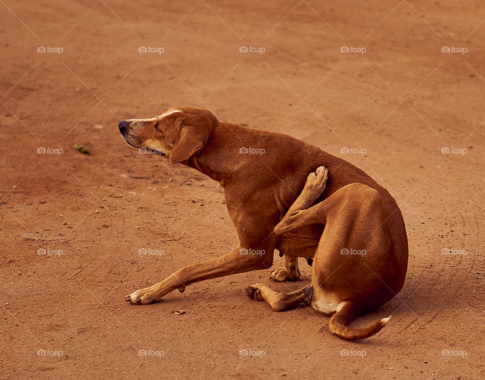 Animal photography - Street dog - Polygar