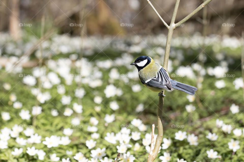 One little bird sitting on the tree branch watching over blooming field of white wood anemone flowers 