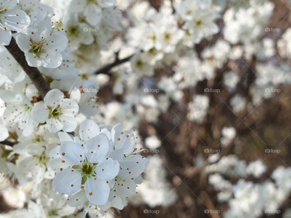 Flowering branches of trees