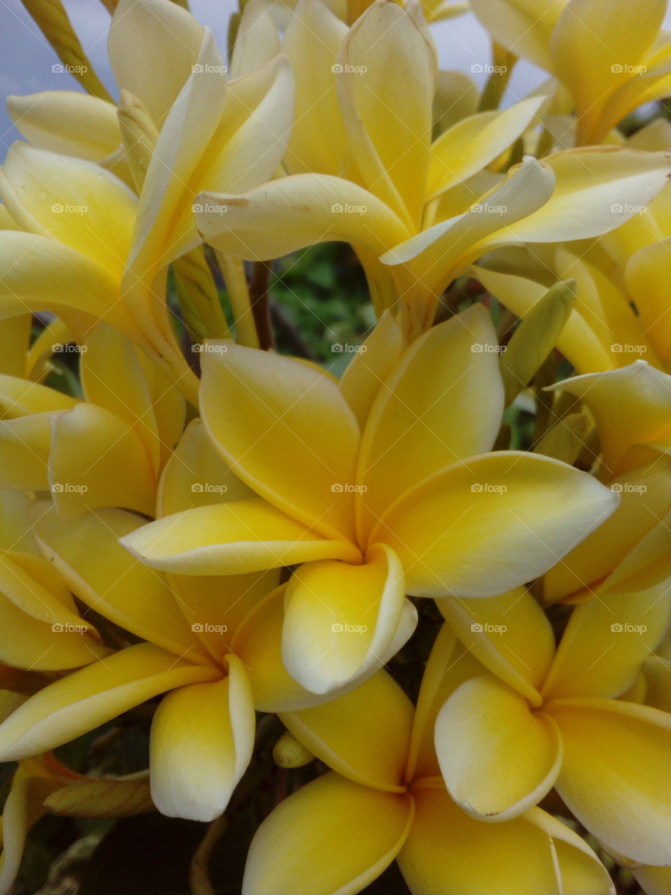 Yellow Flowering Tree