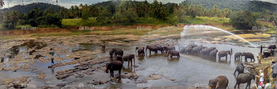 Panoramic view elephants bathe