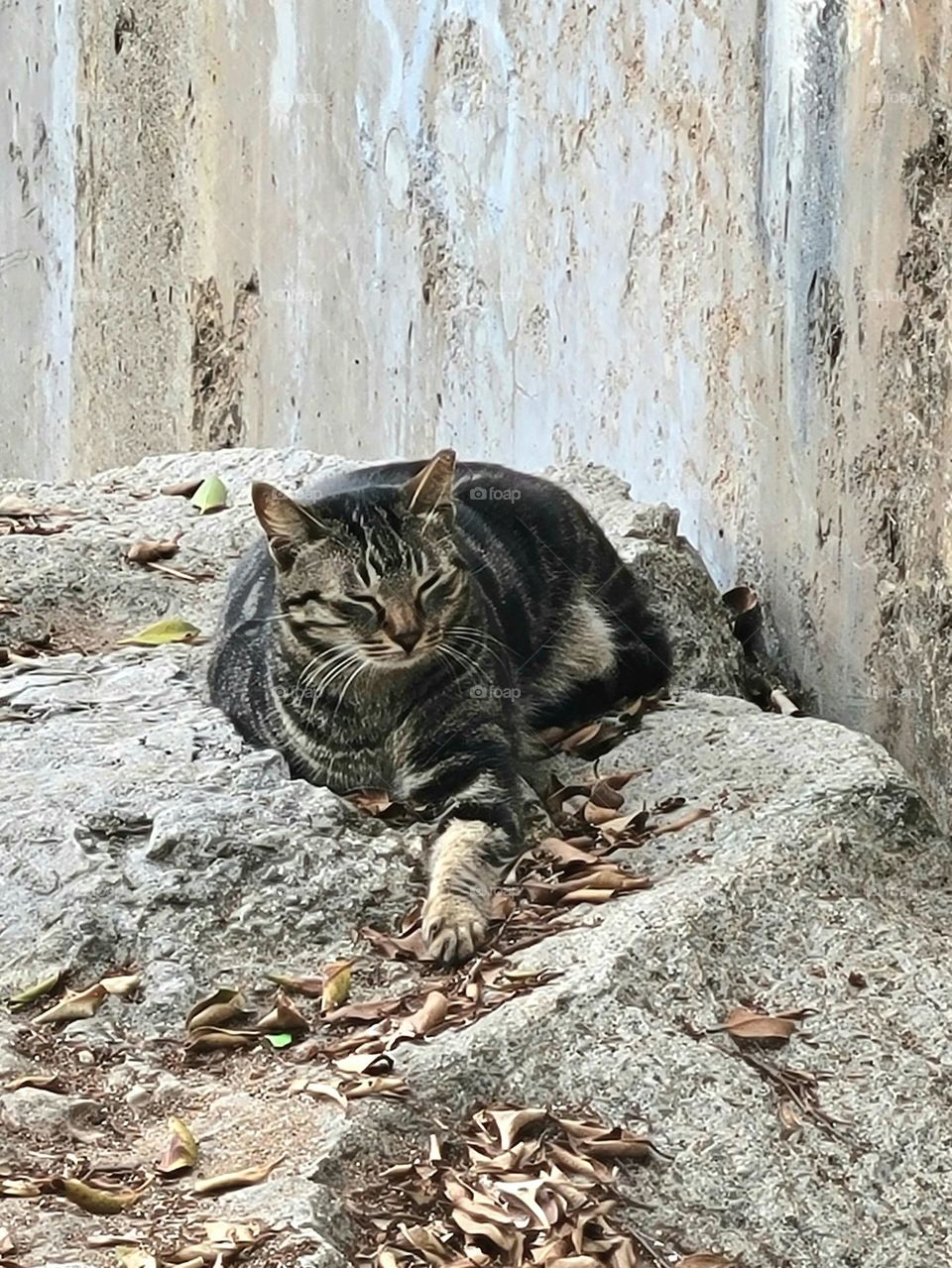 Cats chilling at Wanchai Waterfront Promenade Hong Kong