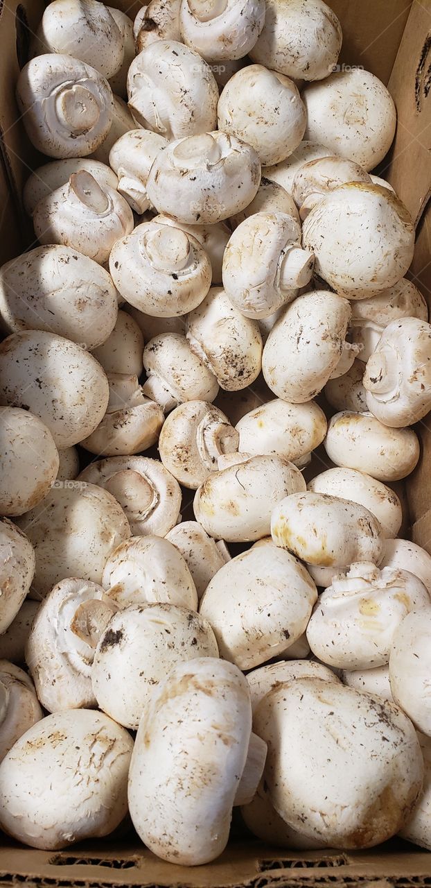 white mushrooms 🍄