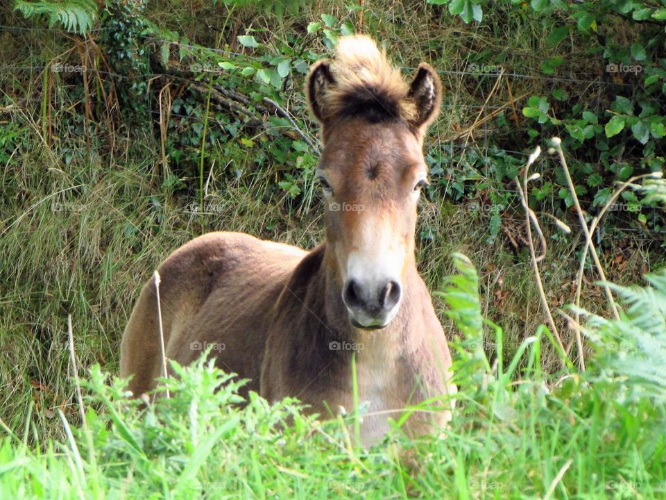 Exmoor pony foal