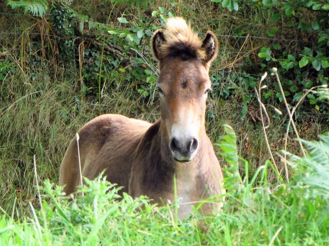 Exmoor pony foal