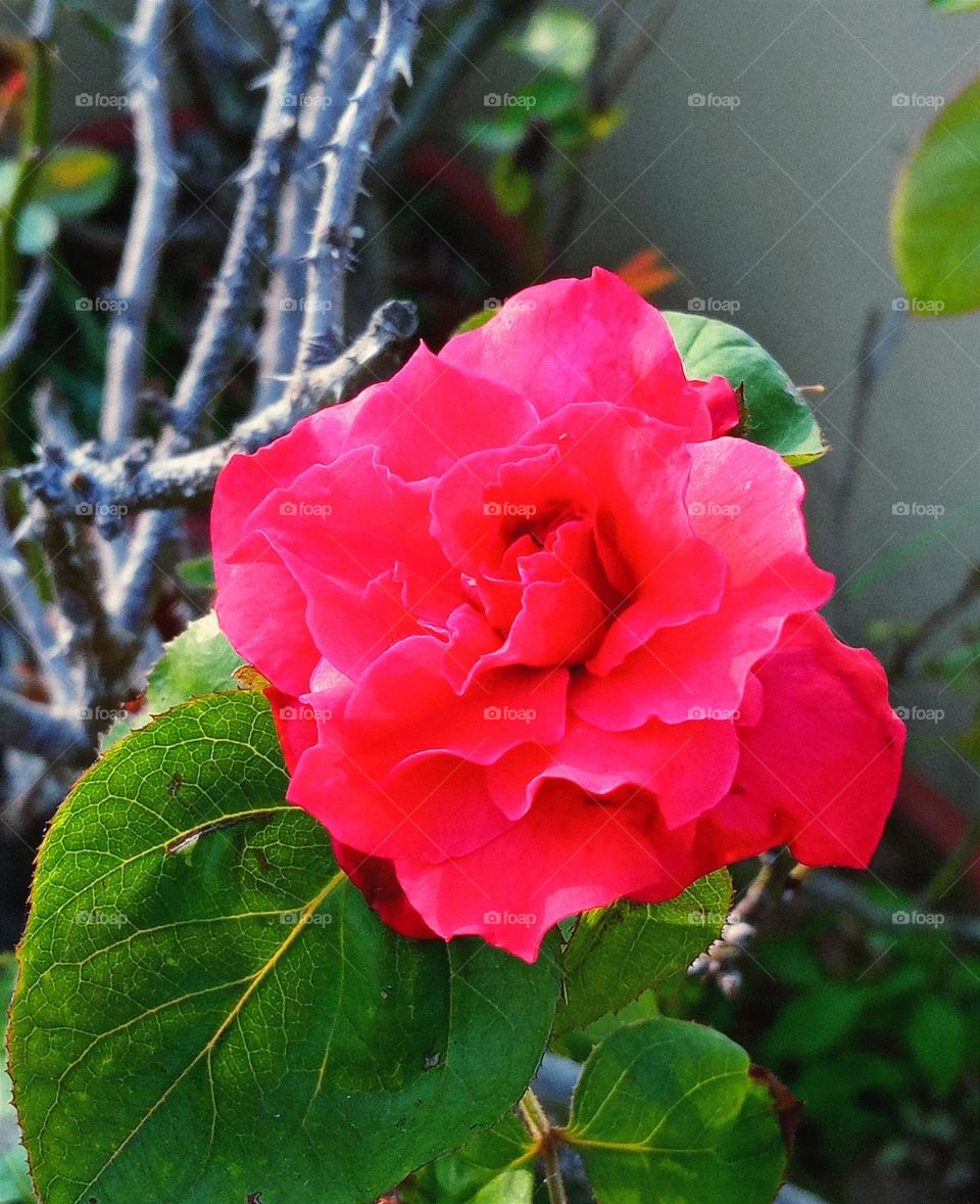 beautiful❤ red 🔴 rose 🌹 flower 🌺🌻🌹🌷