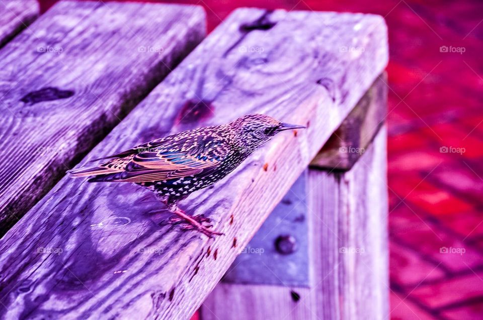 Bird on bench