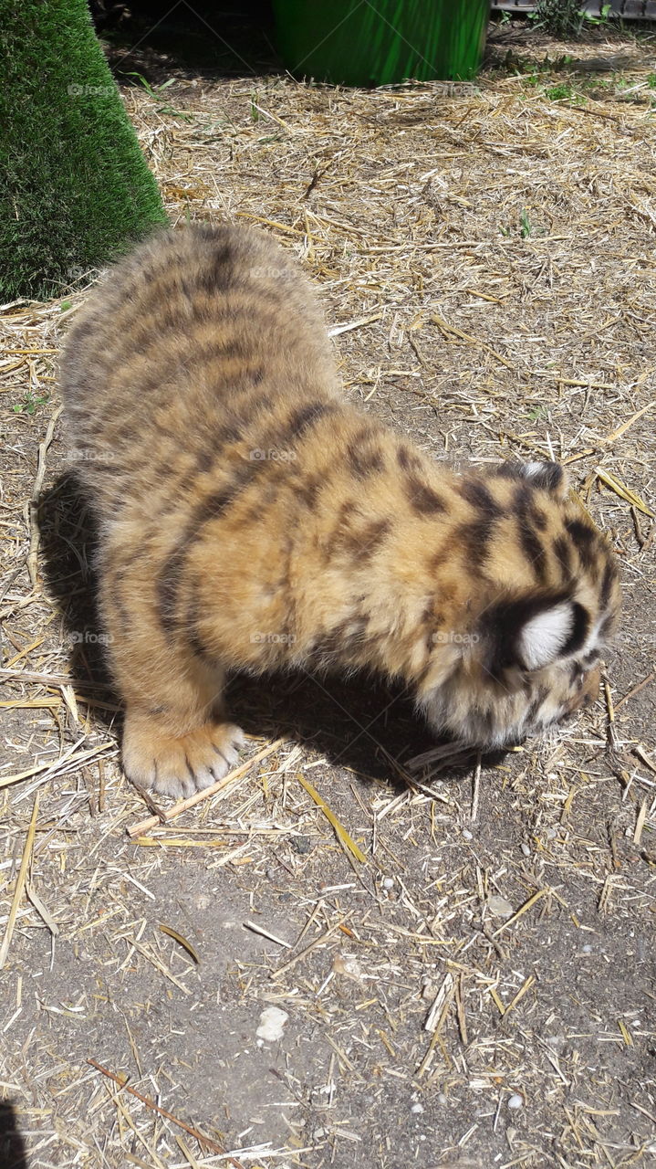 #tiger #zoo #park #Crimea #animal