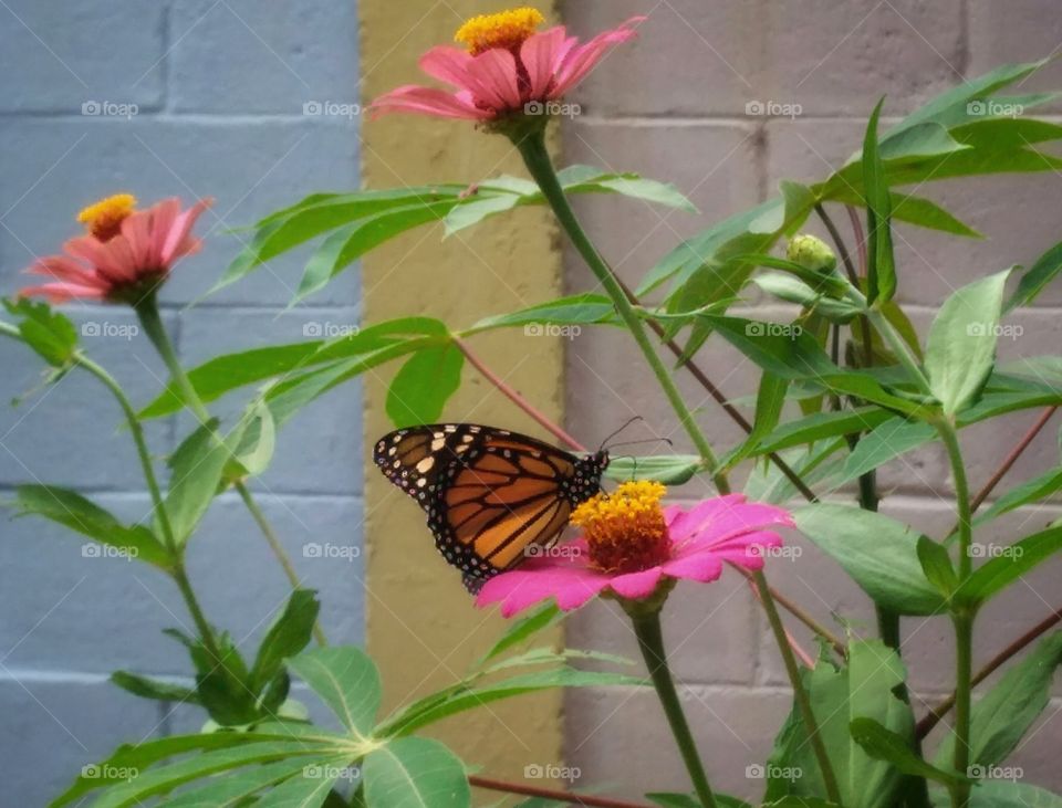 Pollinator butterfly