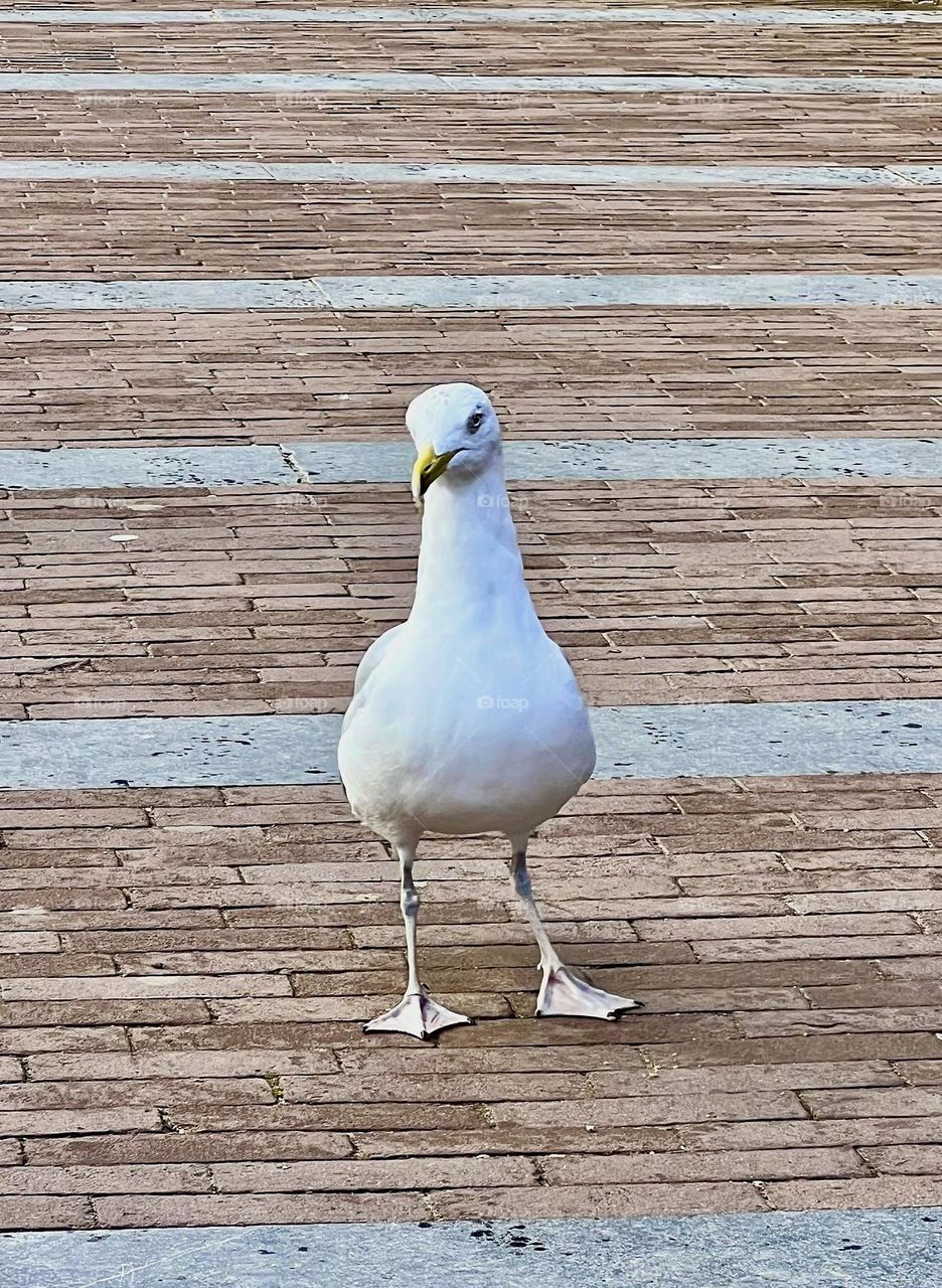 A white seagull stands on a paved brick surface, tilting its head, creating an interesting and funny look.