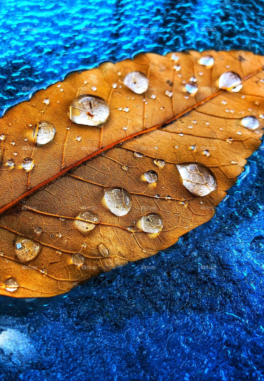 Leaf on blue close up 