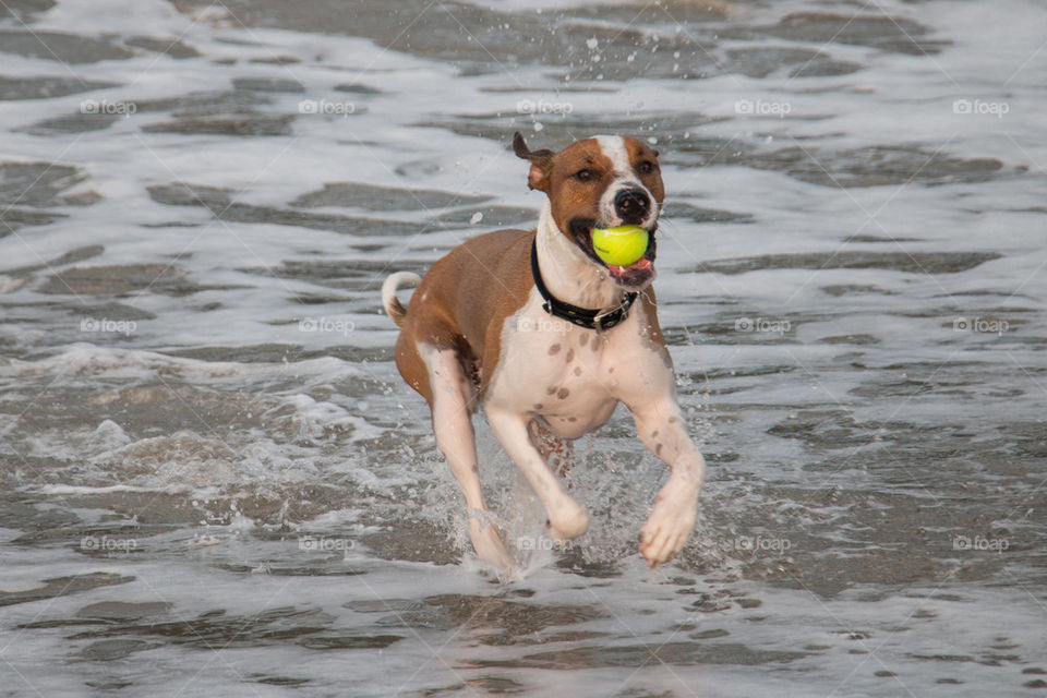 A dog running with a ball at beach