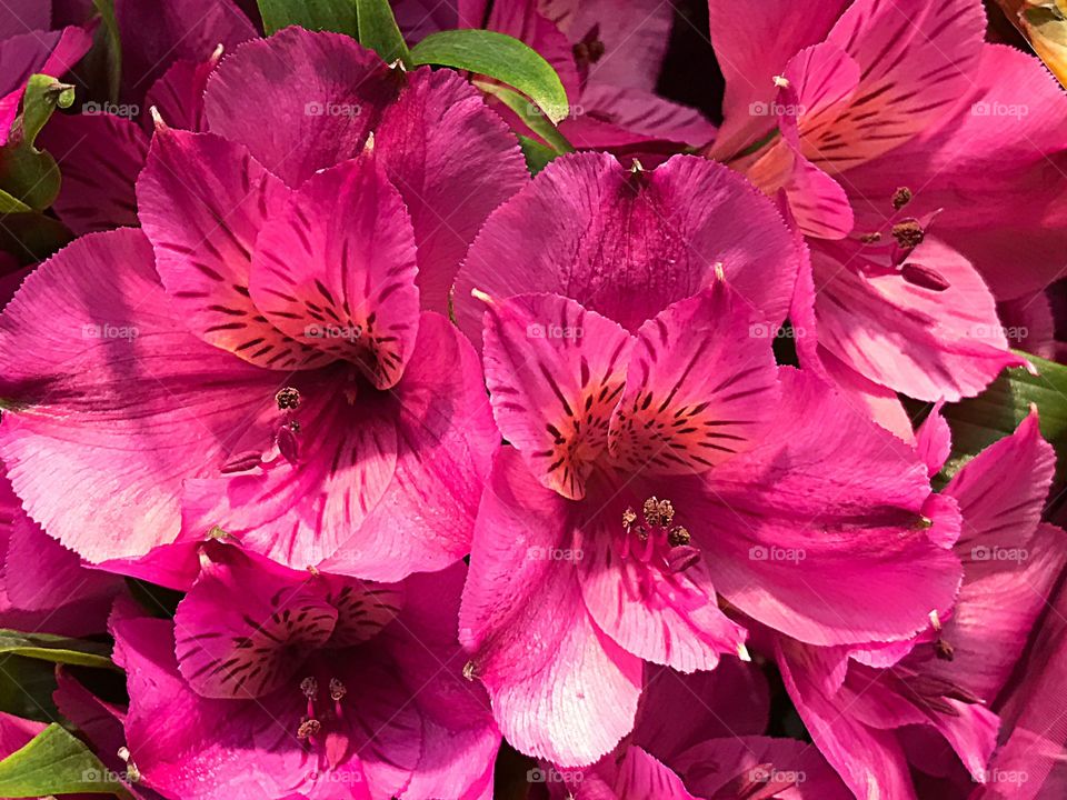 Pink flowers 