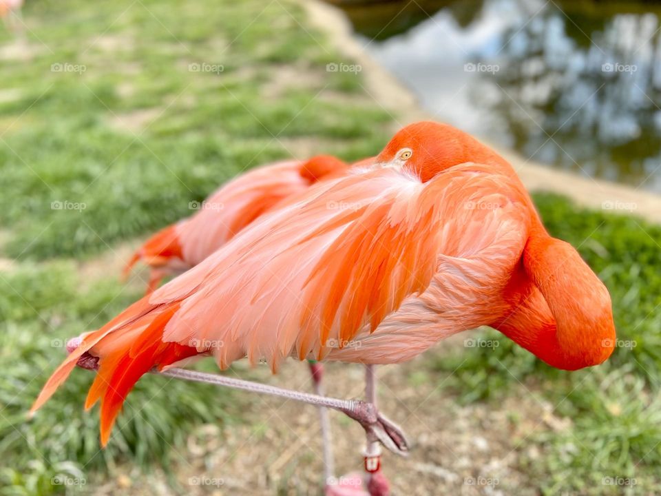 Closeup of flamingo with head tucked in a wing for a nap. One eye is open and keeping look out.