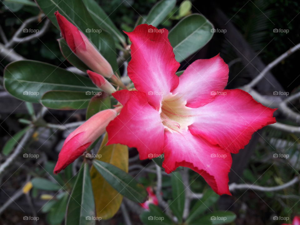 azalea flower in the garden of Thailand