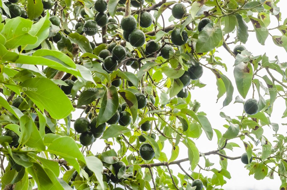 Avocado Pear Tree With Fruits