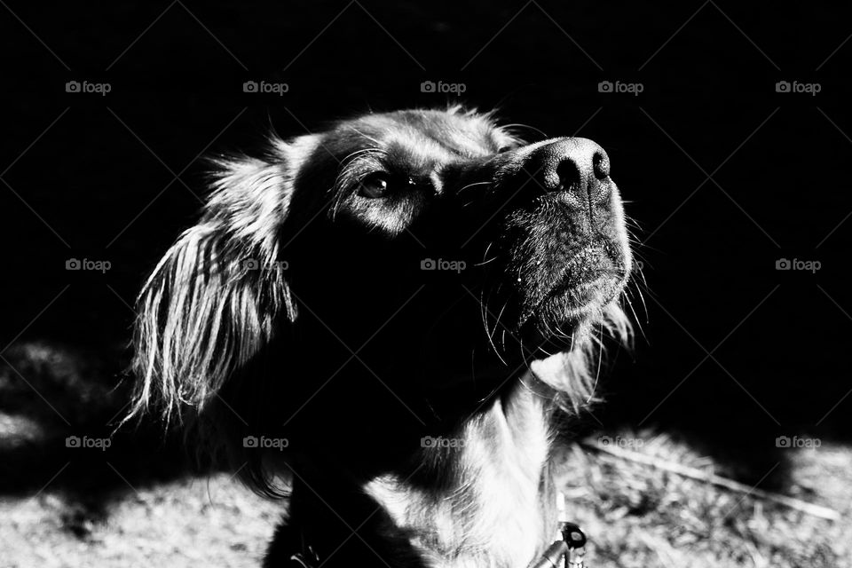 B&W portrait of Quinn … sitting up very smartly for a reward 🐶