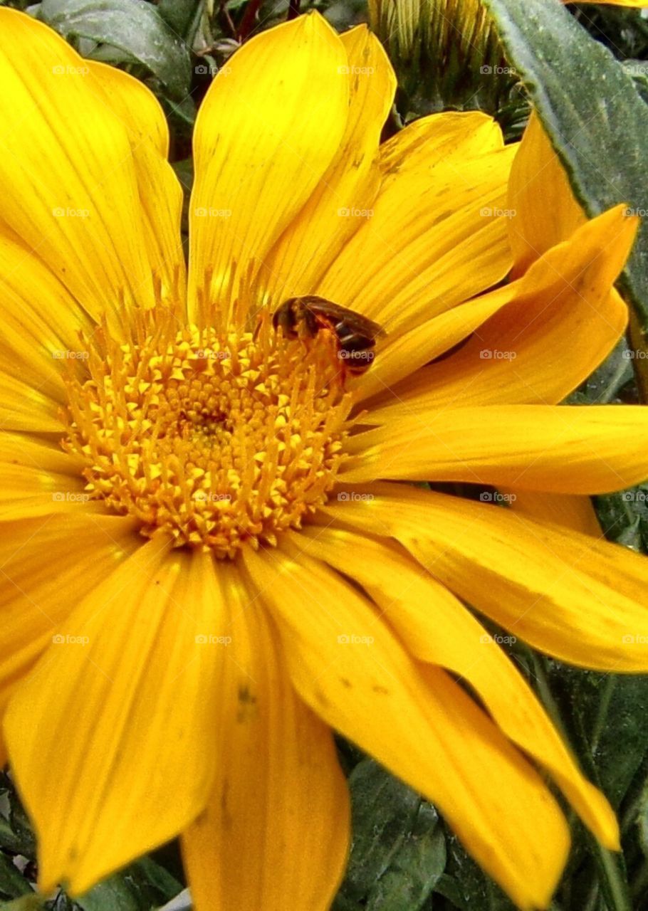 Pretty yellow flower with little bee 
