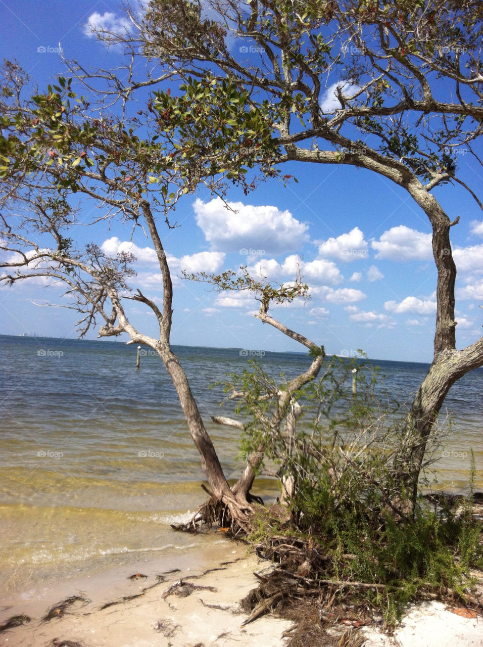 beach trees florida gulf by triplezmom
