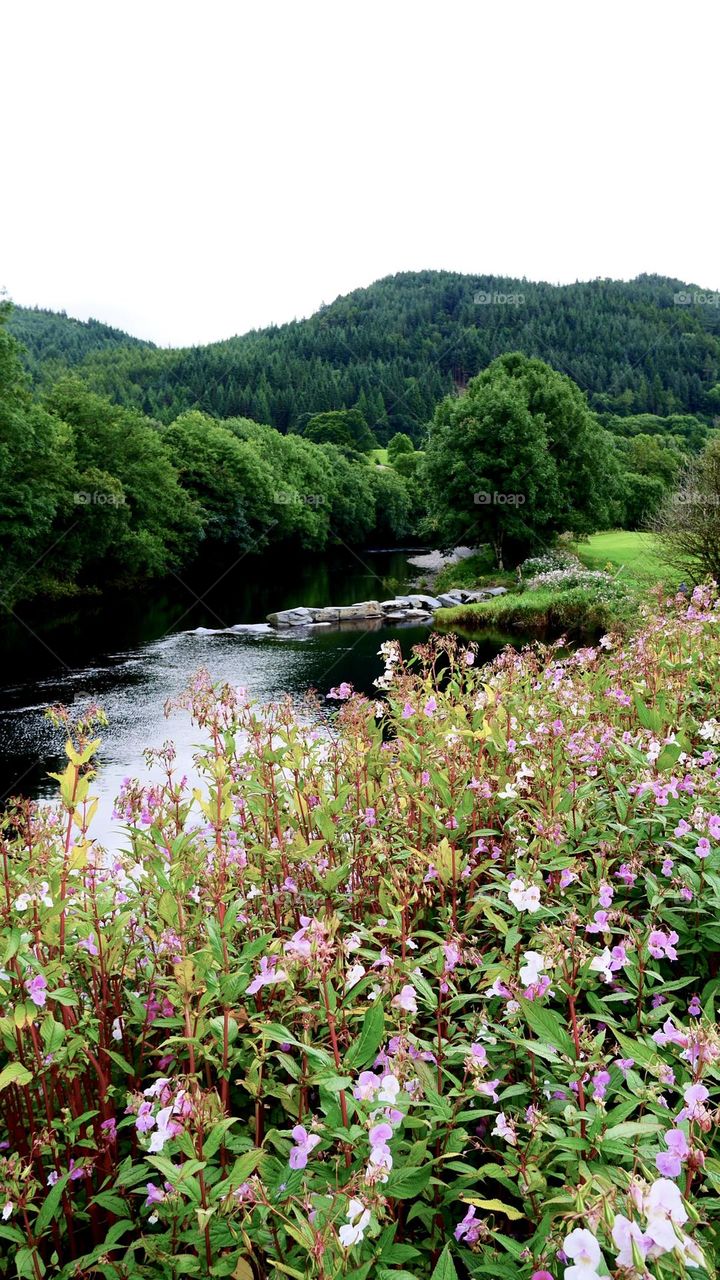 Water stream with green hills and pink wild flowers 