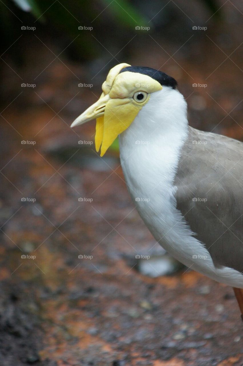Yellow faced bird