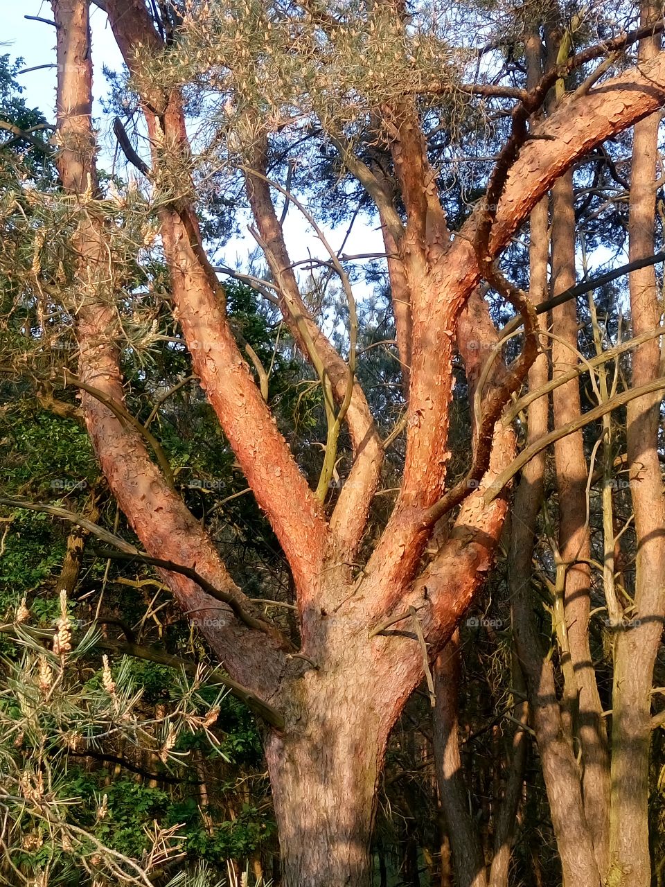 polish nature,  beautiful pine
