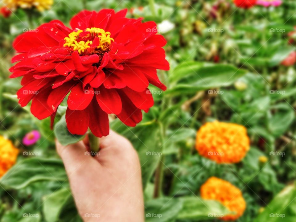 Red Zinnia Flower