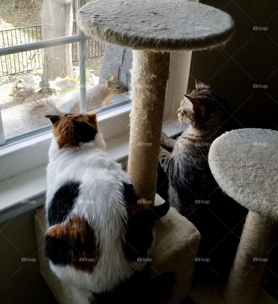 Two cats making friends with a squirrel 