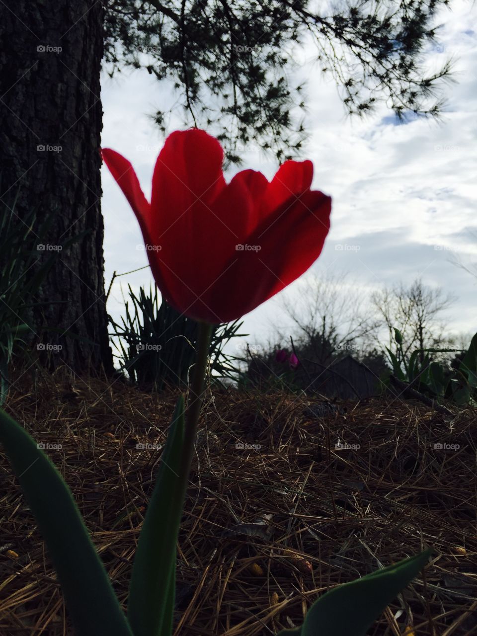 Tulip in the pines