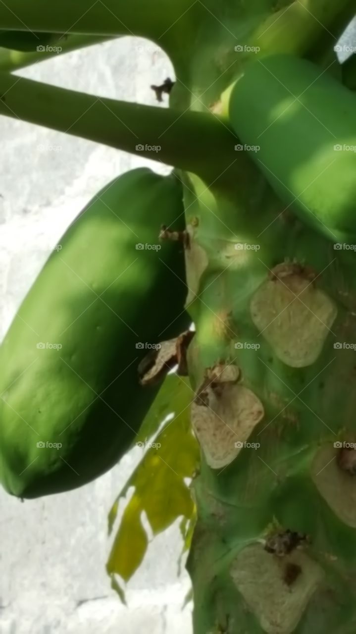 fruite green papaya