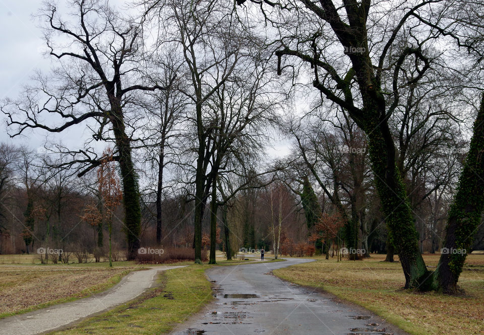 View of trees in park.