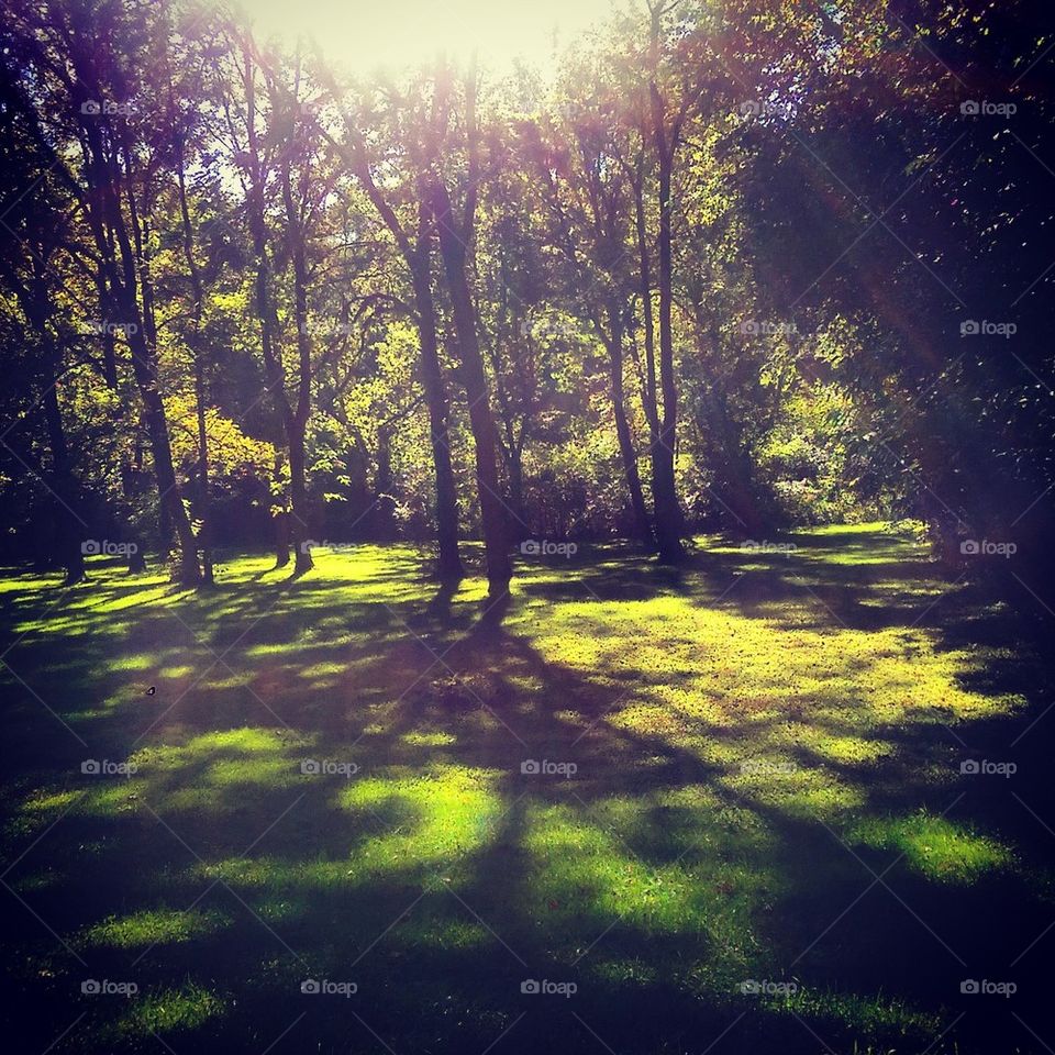 Sunlit  Grove 