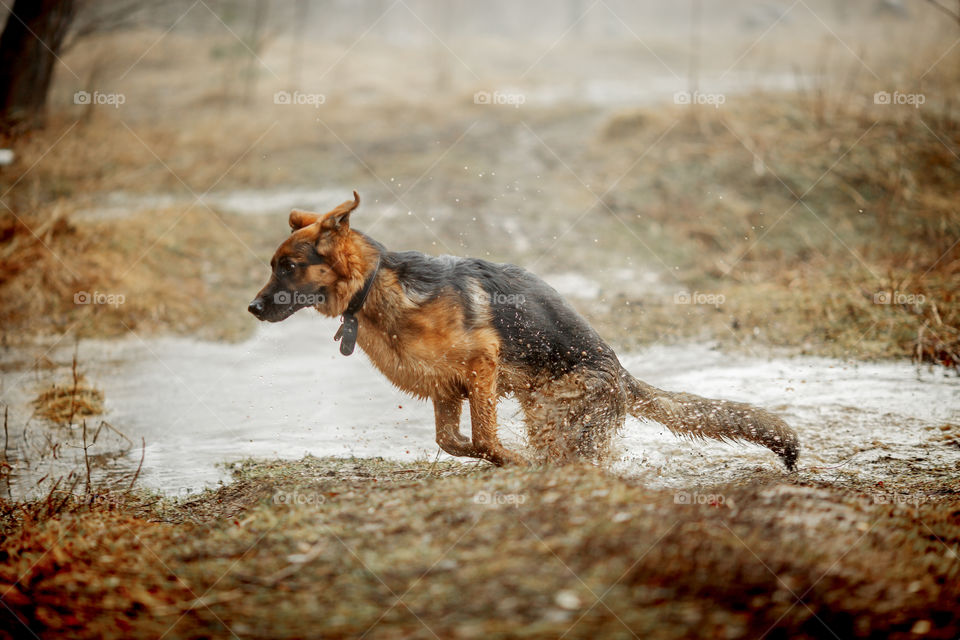 German shepherd young male dog walking outdoor at spring day