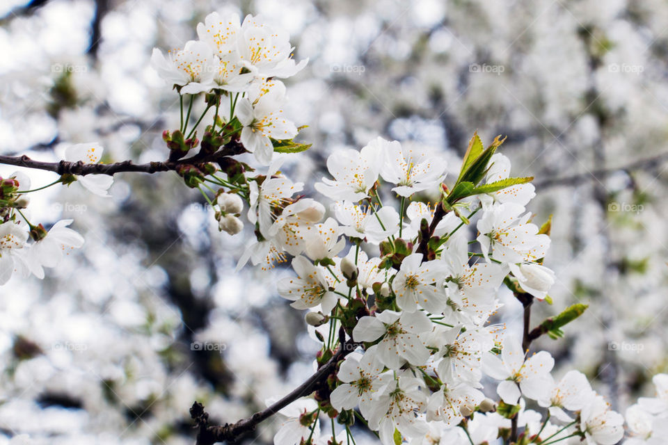 Close-up of white flowering tree