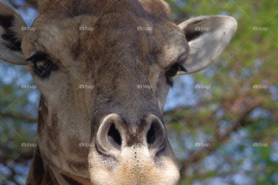 Frontal view portrait of a giraffe I South Africa