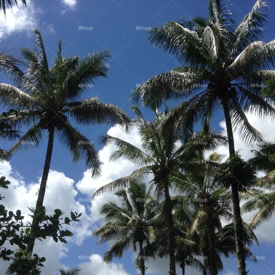 Coconut Trees in Hawaii 