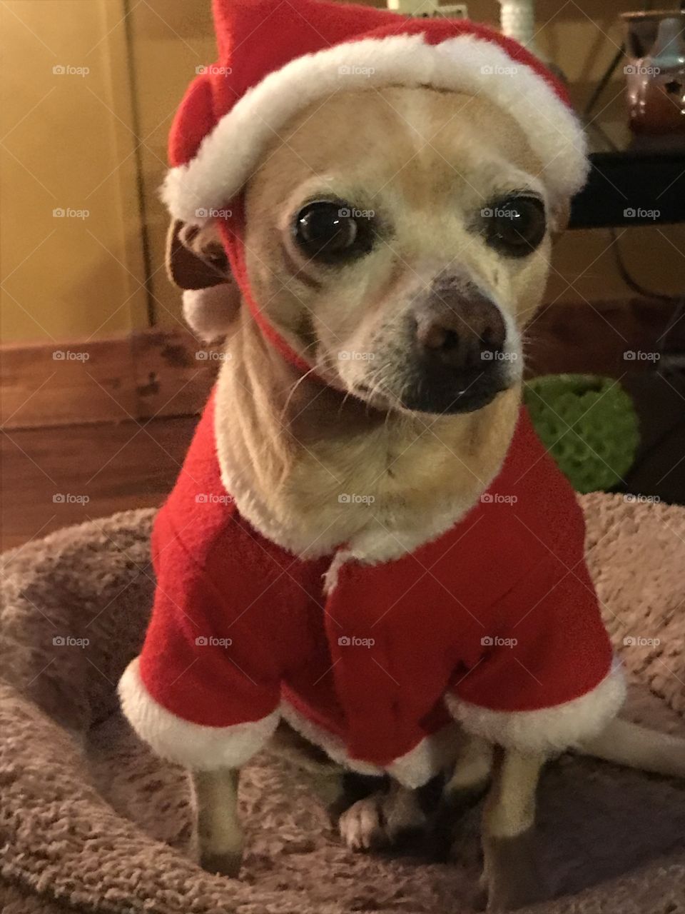#santadog