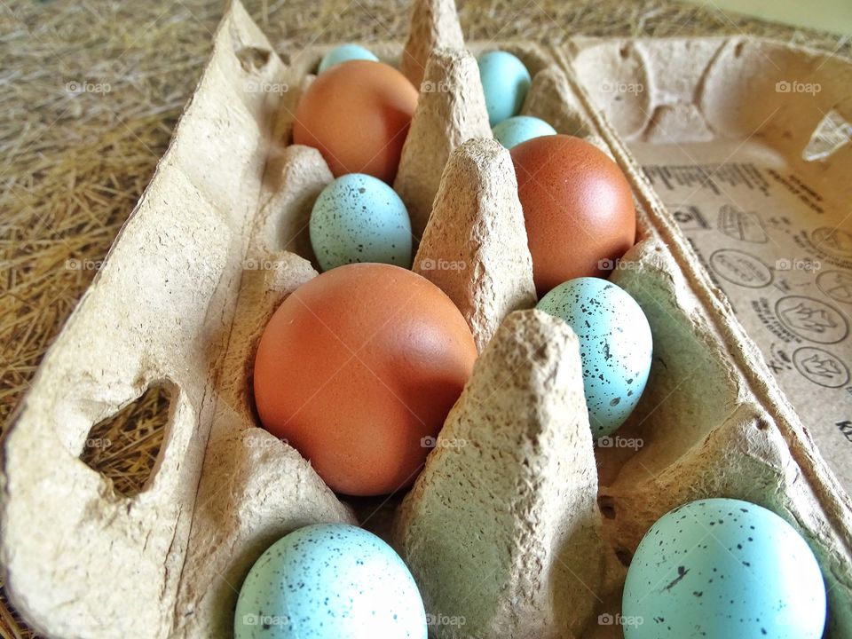 Colored eggs in a egg carton