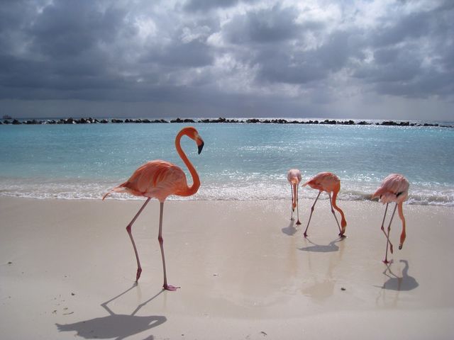 Flamingos on the beach