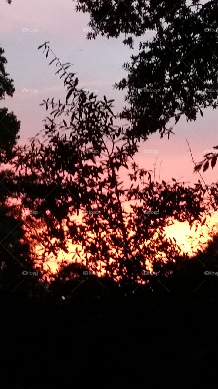 Dusk Through the Trees