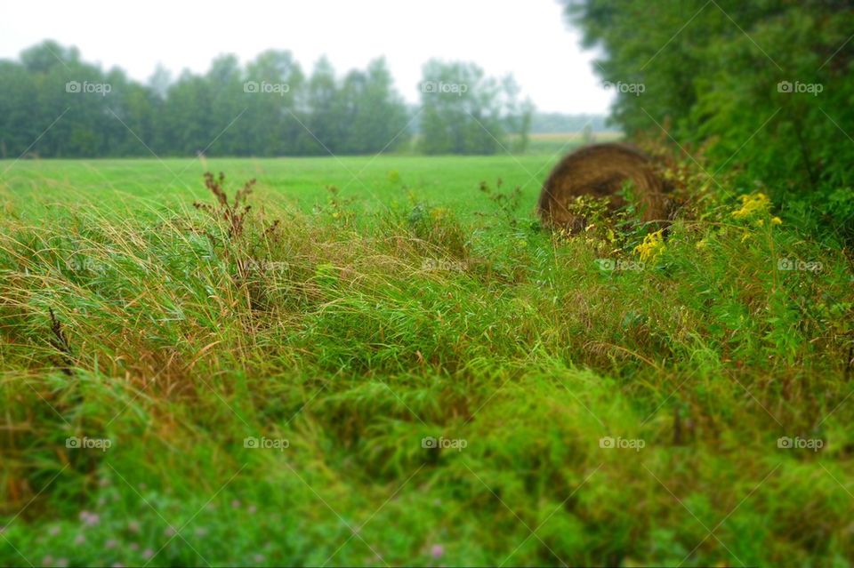 Hay field.